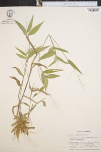 Panicum commutatum image