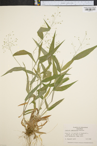 Panicum commutatum image