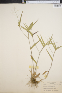 Panicum commutatum image