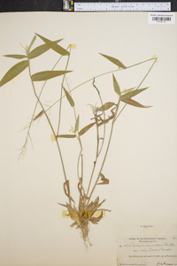 Panicum commutatum image