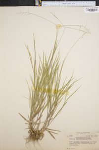 Panicum consanguineum image