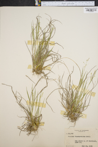 Panicum depauperatum image