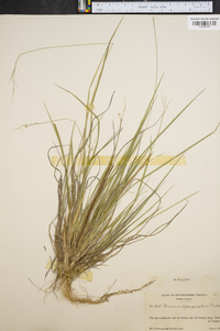 Panicum depauperatum image