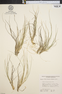 Panicum depauperatum image