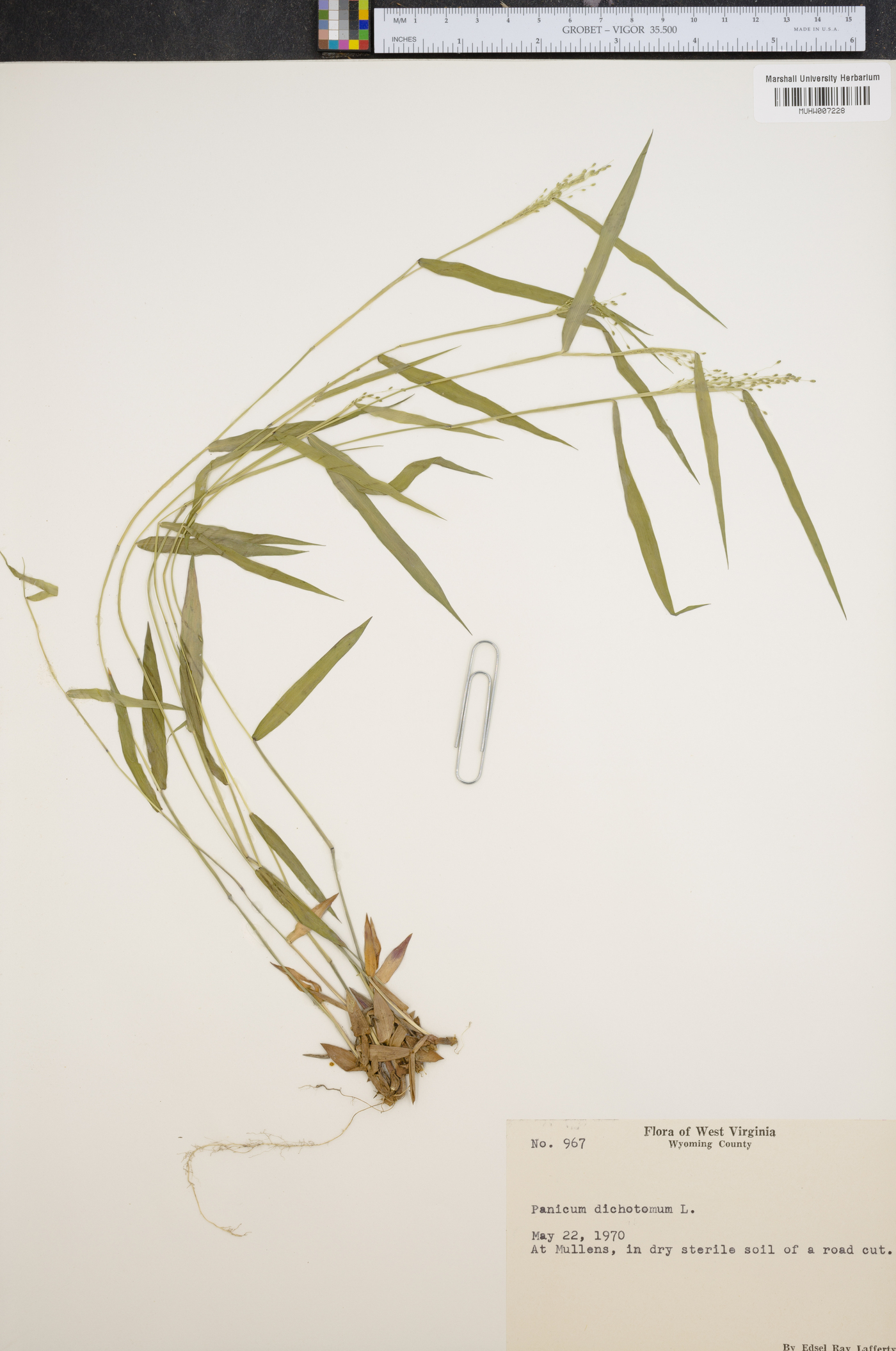 Panicum dichotomum image