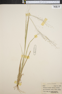 Panicum flexile image