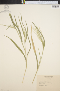 Panicum gattingeri image