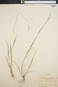 Panicum hians image