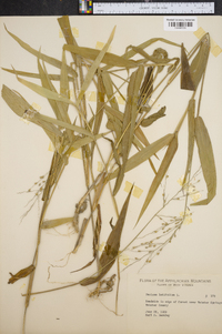 Panicum latifolium image