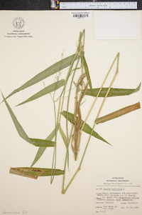 Panicum latifolium image