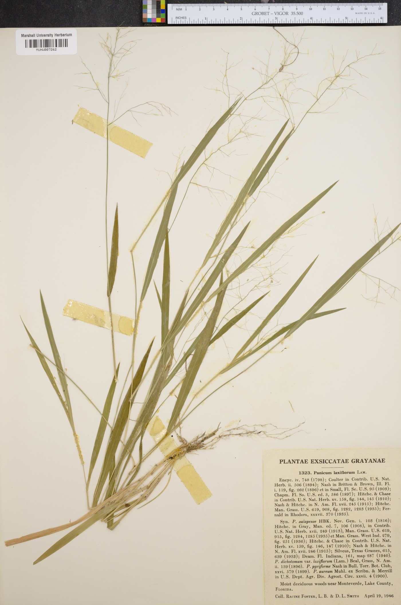 Panicum laxiflorum image