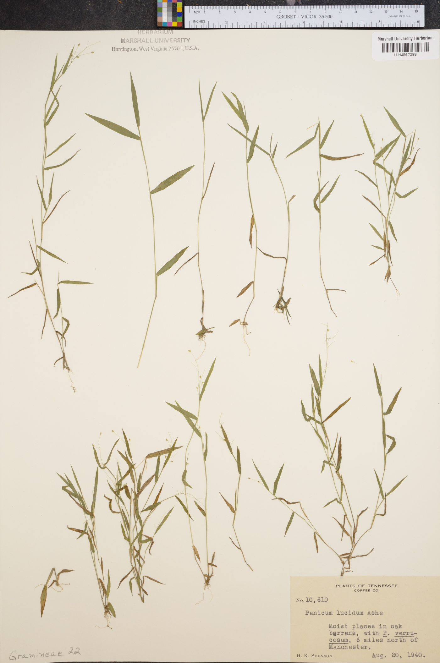 Panicum lucidum image