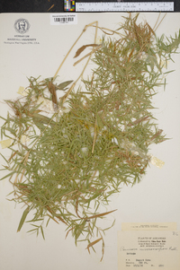 Panicum microcarpon image