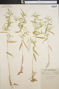 Panicum microcarpon image