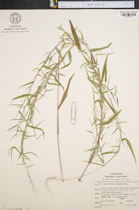 Panicum microcarpon image