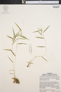 Panicum microcarpon image