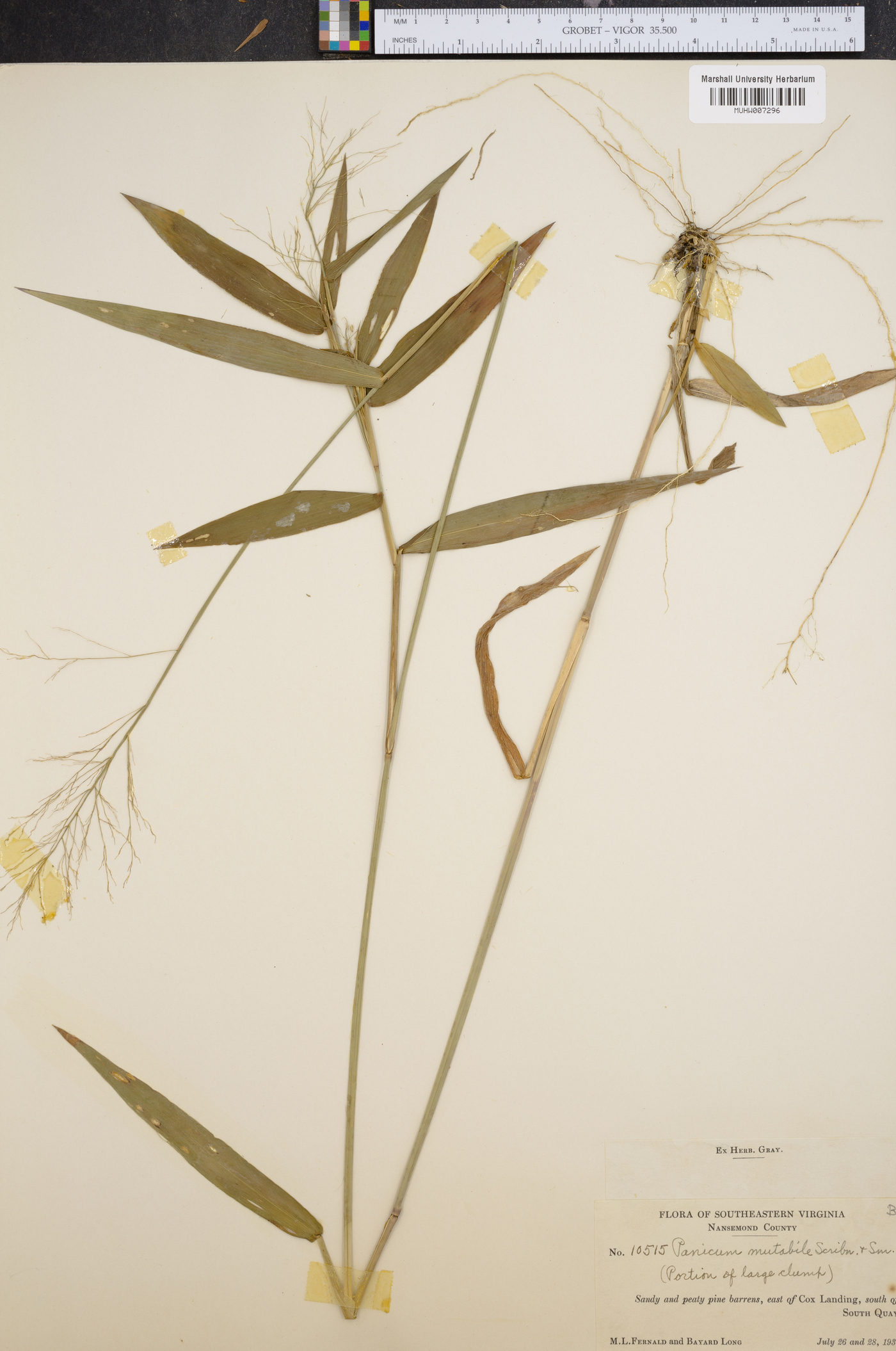 Panicum mutabile image