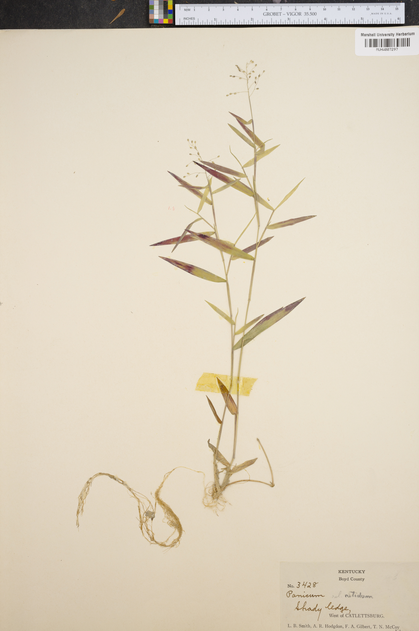 Panicum nitidum image