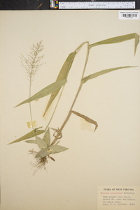 Panicum polyanthes image