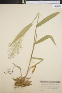 Panicum polyanthes image