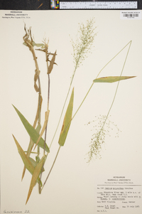 Panicum polyanthes image