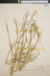 Panicum roanokense image