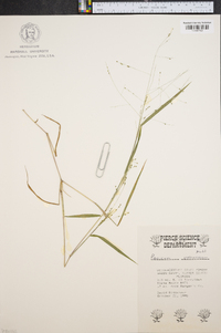 Kellochloa verrucosa image