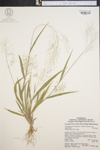 Panicum villosissimum image