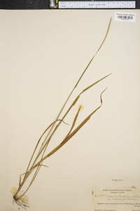 Panicum strigosum image