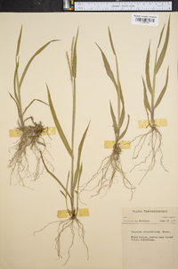 Panicum strigosum image