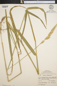 Phalaris caroliniana image