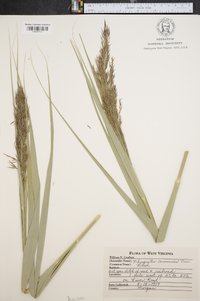 Phragmites australis image