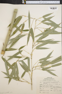 Phyllostachys aureosulcata image