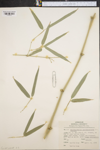 Phyllostachys aureosulcata image