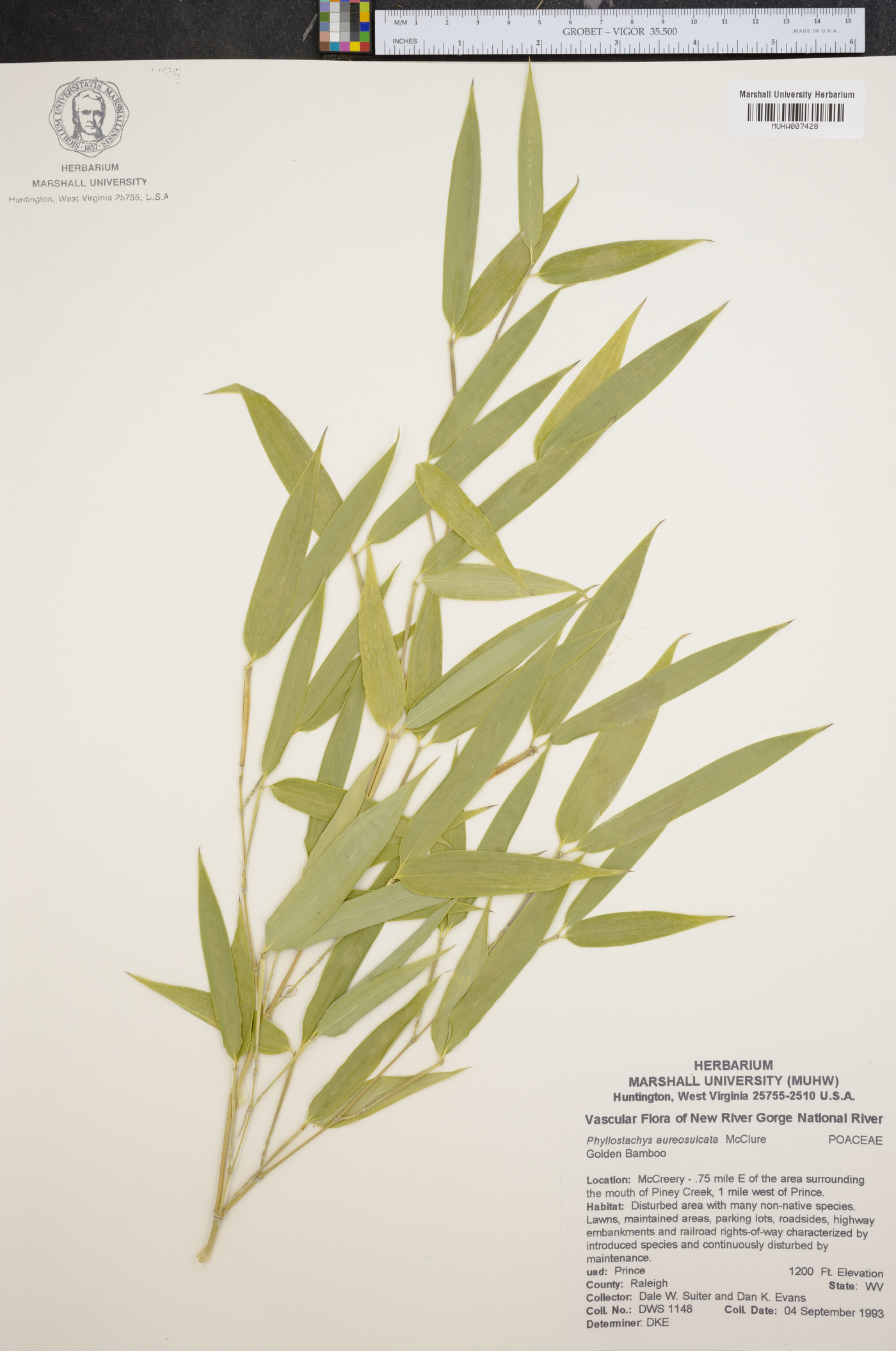 Phyllostachys aureosulcata image