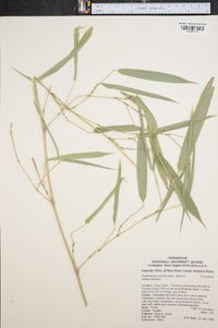 Phyllostachys aureosulcata image