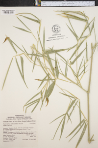 Phyllostachys aureosulcata image