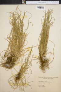 Poa alsodes image