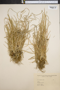 Poa alsodes image