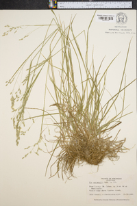 Poa autumnalis image