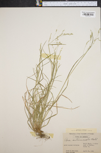 Poa autumnalis image