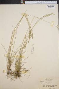 Poa autumnalis image