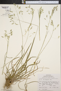 Poa cuspidata image