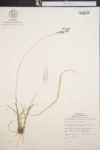 Poa cuspidata image