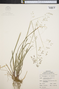 Poa cuspidata image