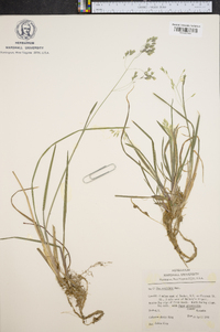 Poa cuspidata image