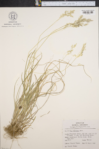 Poa cuspidata image