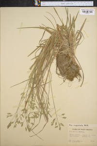 Poa cuspidata image