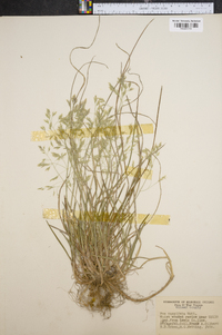 Poa cuspidata image