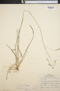 Poa cuspidata image